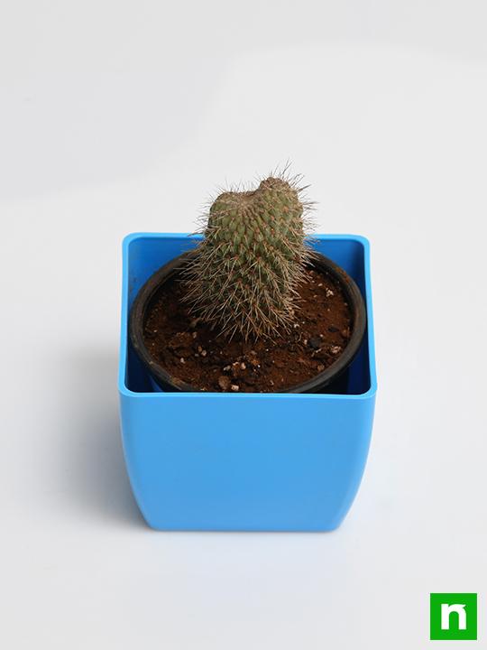 Cylindropuntia fulgida - Cactus Plant - Image 4