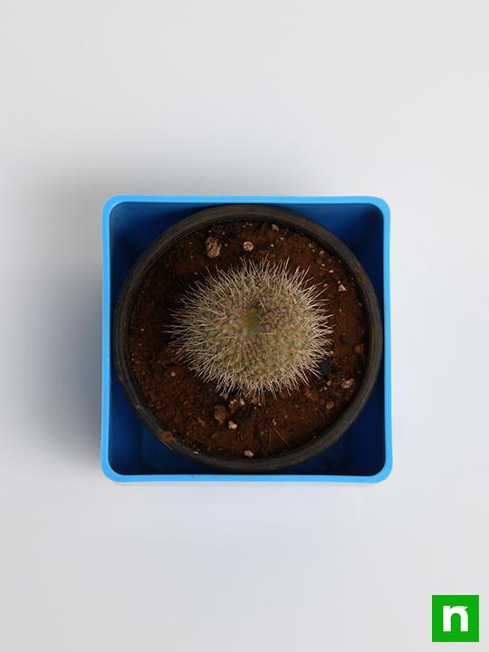Cylindropuntia fulgida - Cactus Plant - Image 5