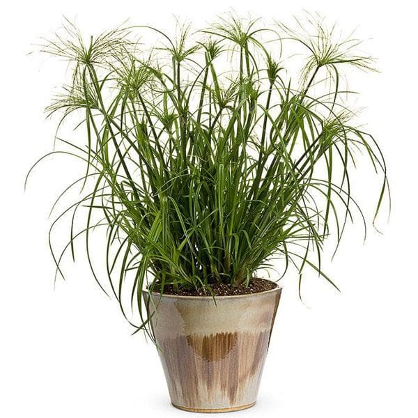 Umbrella Plant, Cyperus Papyrus - Plant