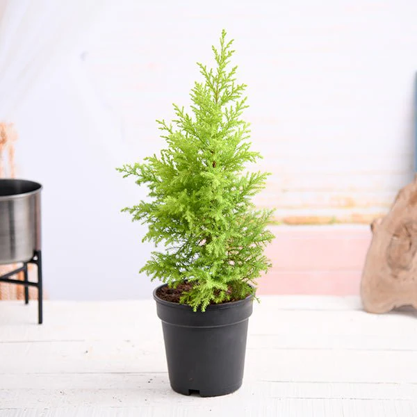 Cypress Golden - Plant
