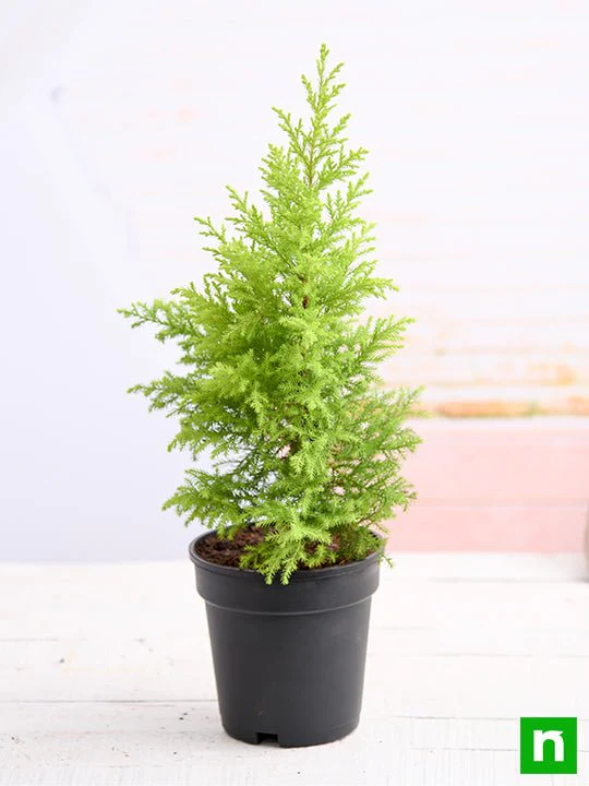Cypress Golden - Plant - Image 2