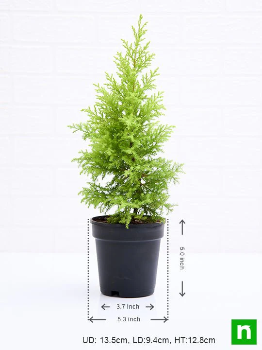 Cypress Golden - Plant - Image 3