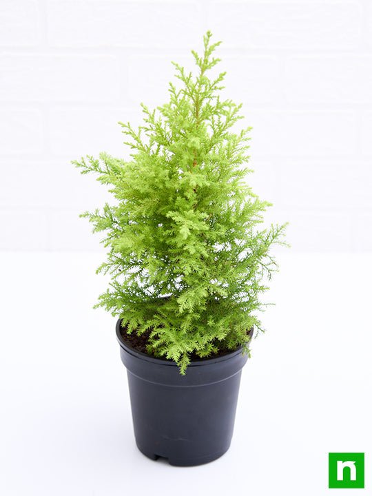 Cypress Golden - Plant - Image 4