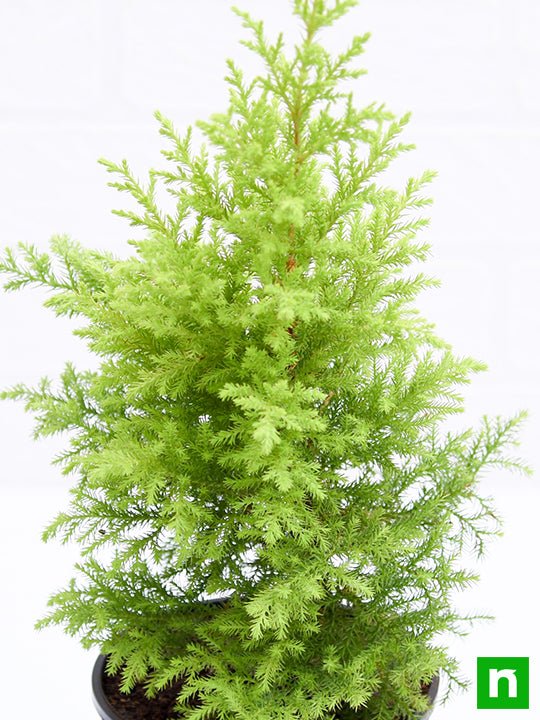 Cypress Golden - Plant - Image 5