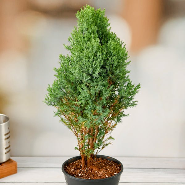 Cypress Green - Plant