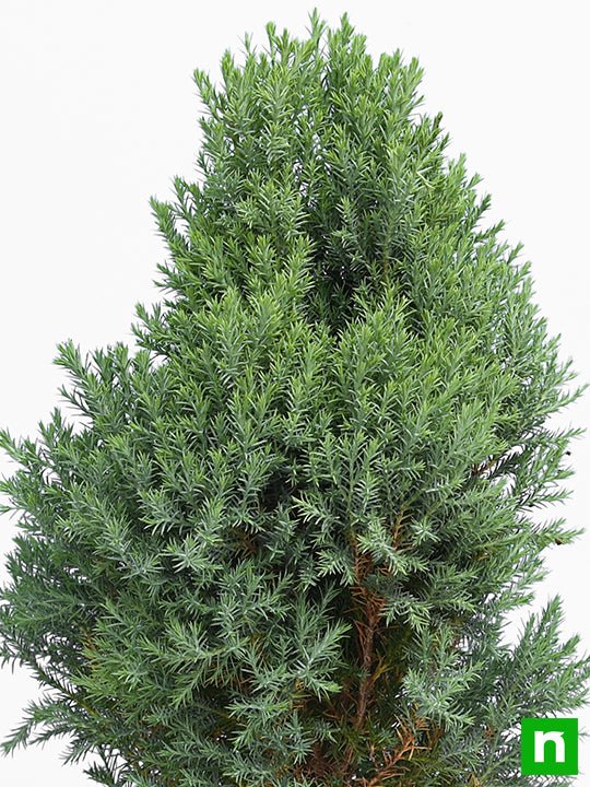Cypress Green - Plant - Image 2