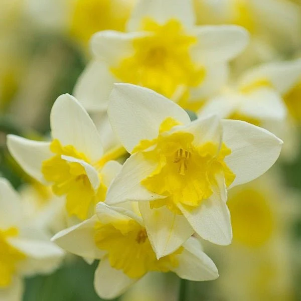 Daffodil Prom Dance (Cream) - Bulbs