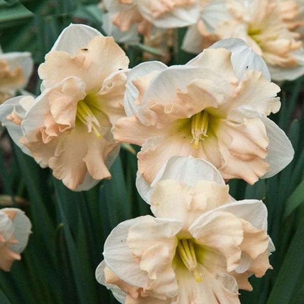 Daffodil Cum Laude (White, Orange) - Bulbs (set of 5)