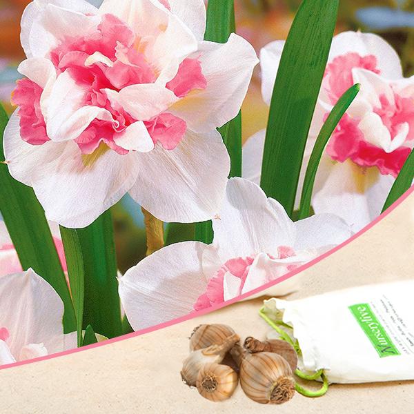 Daffodil Delnashaugh (White, Pink) - Bulbs (set of 5)