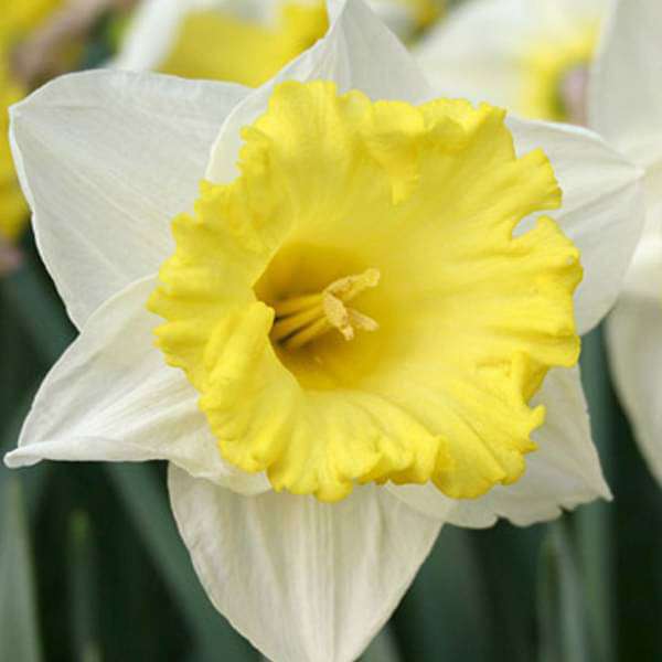 Daffodil Las Vegas (White, Yellow) - Bulbs (set of 5)