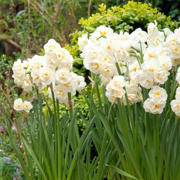 Daffodil Bridal Crown (White) - Bulbs (set of 5)