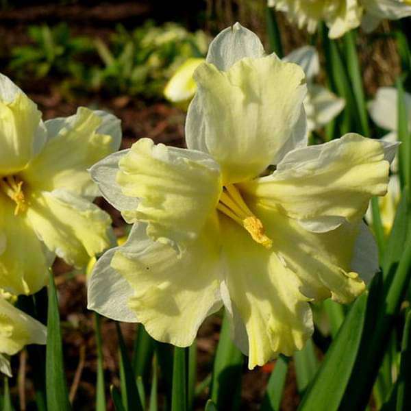 Daffodil Cassata (Yellow) - Bulbs (set of 5)