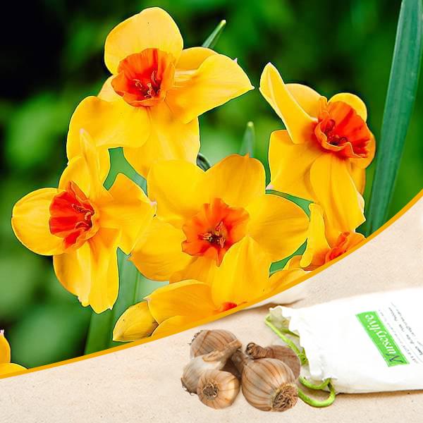 Daffodil Estremadura, Narcissus Falconet (Yellow) - Bulbs (set of 5)