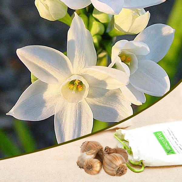 Daffodil Paperwhite Ziva (White) - Bulbs (set of 5)