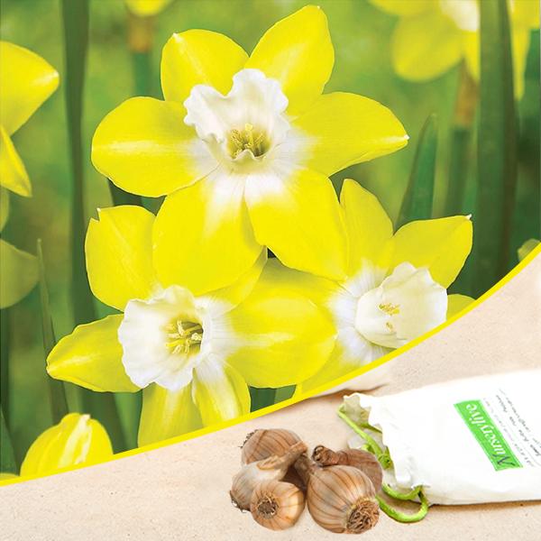 Daffodil Pipit Intrigue (Yellow) - Bulbs (set of 5)