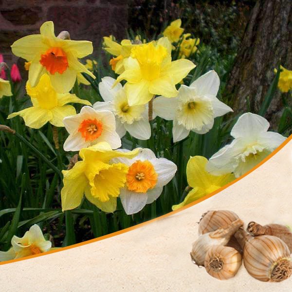 Daffodil (Random Color) - Bulbs
