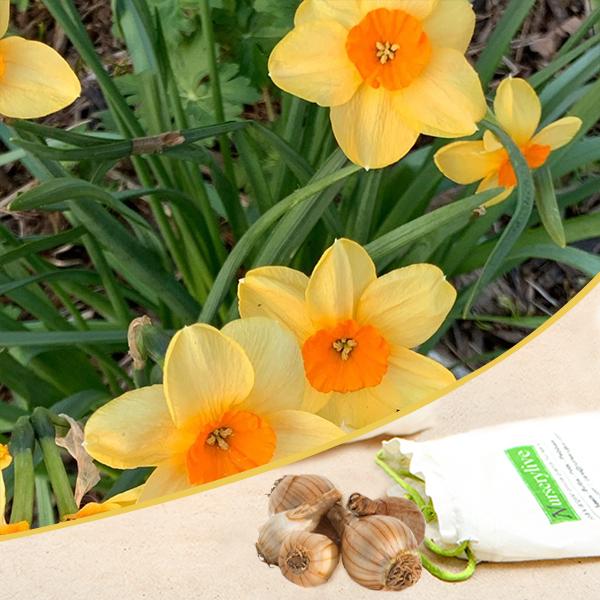 Daffodil Romaine (Yellow, Orange) - Bulbs (set of 5)
