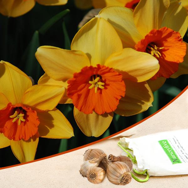 Daffodil Scarlet Gem (Yellow) - Bulbs (set of 5)