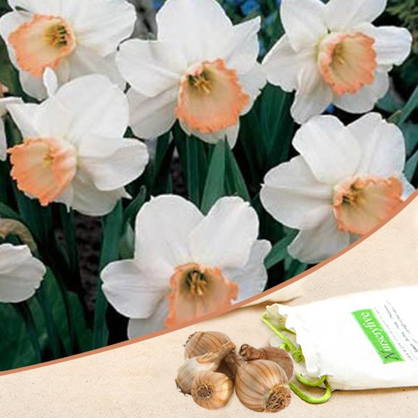 Daffodil Spring Pride, Salome (White, Orange) - Bulbs (set of 5)