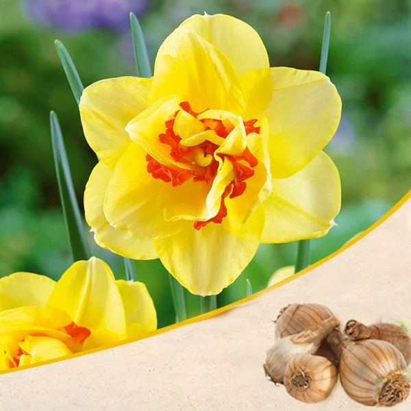 Daffodil Tahiti (Yellow, Orange) - Bulbs