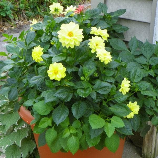 Dahlia (Any Color) - Plant