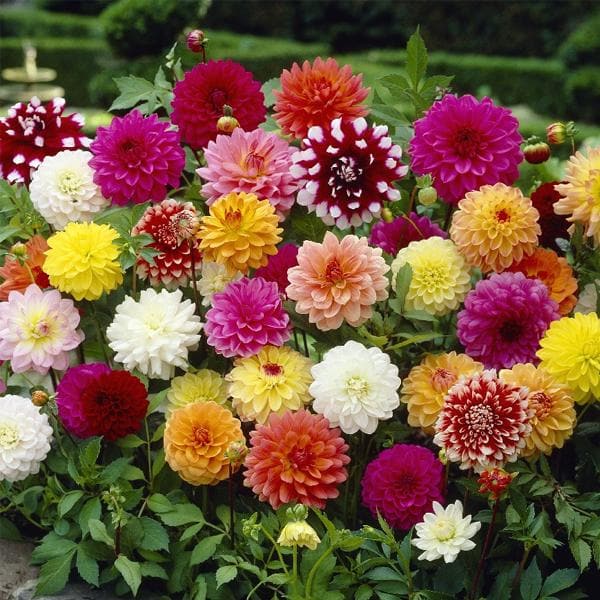 Dahlia (Mix Color) - Bulbs (set of 10)