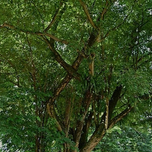 Dalbergia Latifolia, Rosewood - 0.5 kg Seeds - Image 3