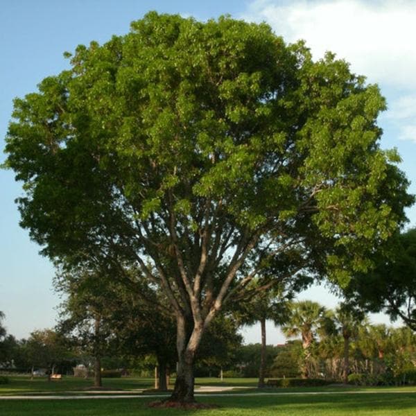 Dalbergia Sissoo, Sheesham - 0.5 kg Seeds - Image 2
