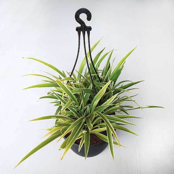 Chlorophytum, Spider Plant (Hanging Basket) - Plant
