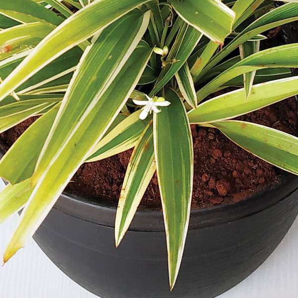 Chlorophytum, Spider Plant (Hanging Basket) - Plant - Image 2