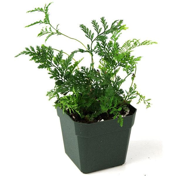 Davallia Trichomanoides, Small Rabbit Foot Fern - Plant