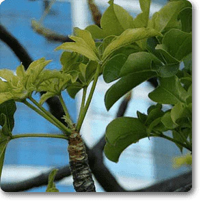 Dead Rat Tree, Adansonia Digitata - Plant