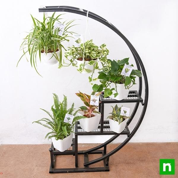 Decorate indirect light receiving space with foliage plants on metal arc stand - Image 2