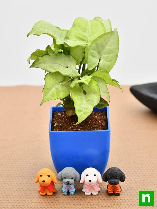 Delightful Syngonium for Dog Lover Dad - Image 2