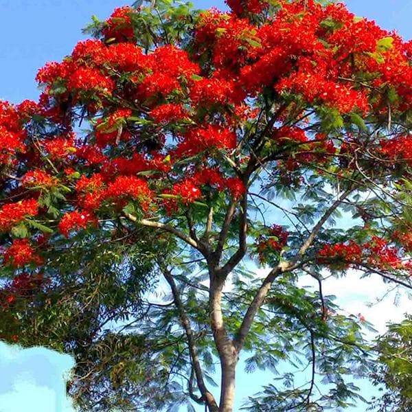 Delonix Regia, Gulmohar - 0.5 kg Seeds - Image 2