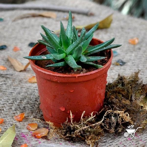 Delosperma congestum - Succulent Plant