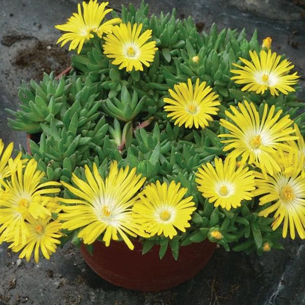 Delosperma congestum - Succulent Plant - Image 2