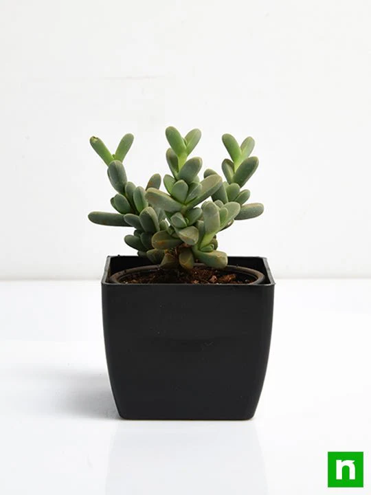 Delosperma lehmannii - Succulent Plant - Image 3