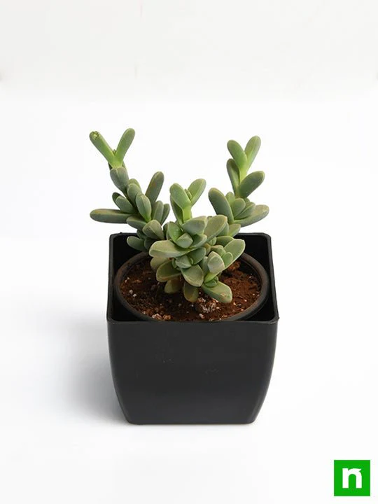 Delosperma lehmannii - Succulent Plant - Image 4