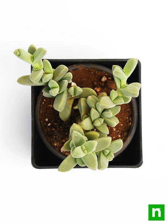 Delosperma lehmannii - Succulent Plant - Image 5