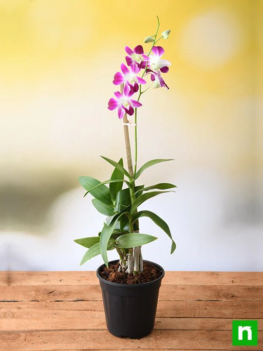 Dendrobium Orchid - Plant - Image 2