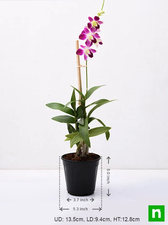 Dendrobium Orchid - Plant - Image 3
