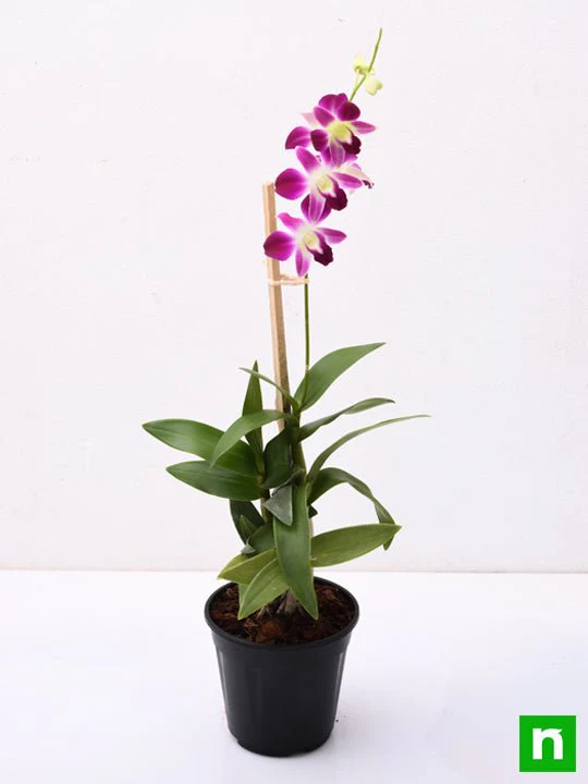 Dendrobium Orchid - Plant - Image 4