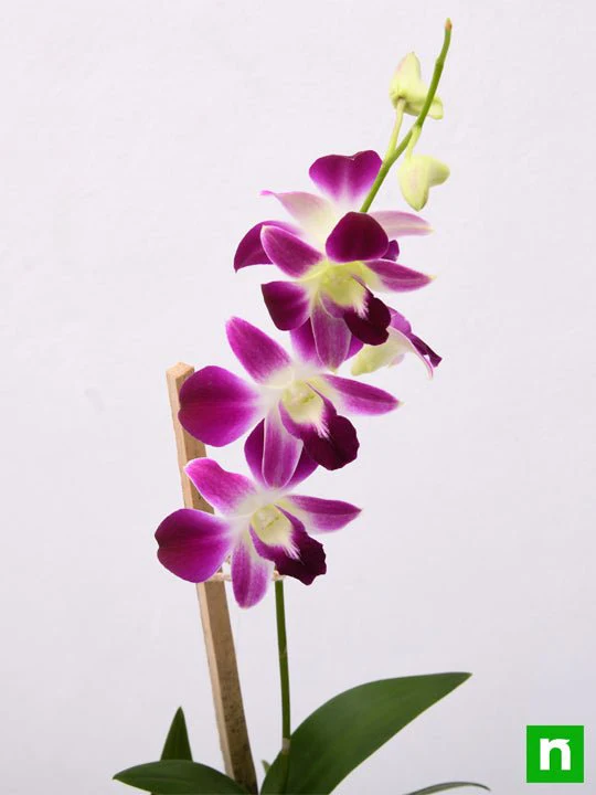 Dendrobium Orchid - Plant - Image 5