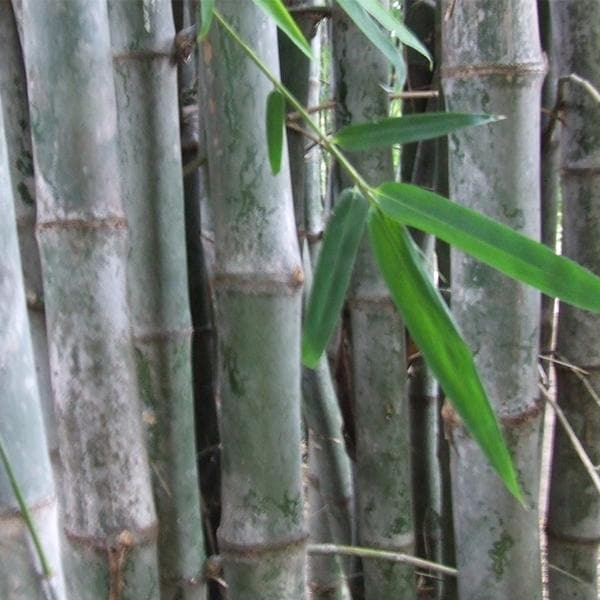 Dendrocalamus Strictus, Solid Bamboo - 0.5 kg Seeds - Image 2
