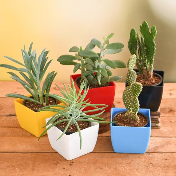 Dense Dudes Plant Pack