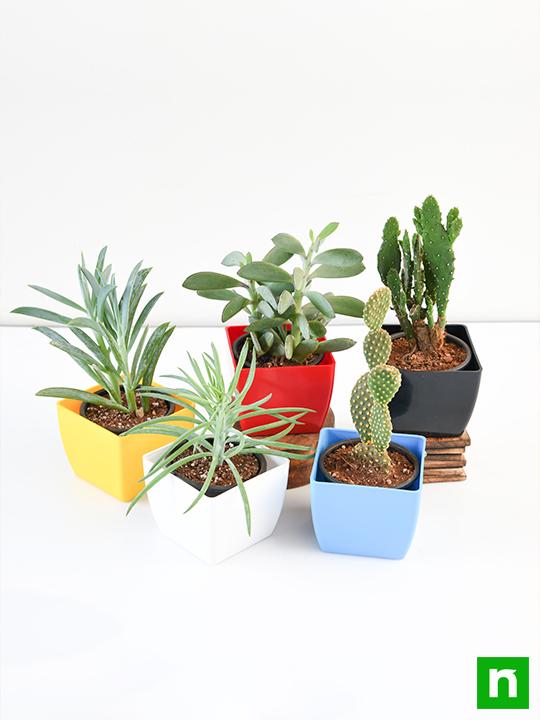 Dense Dudes Plant Pack - Image 3
