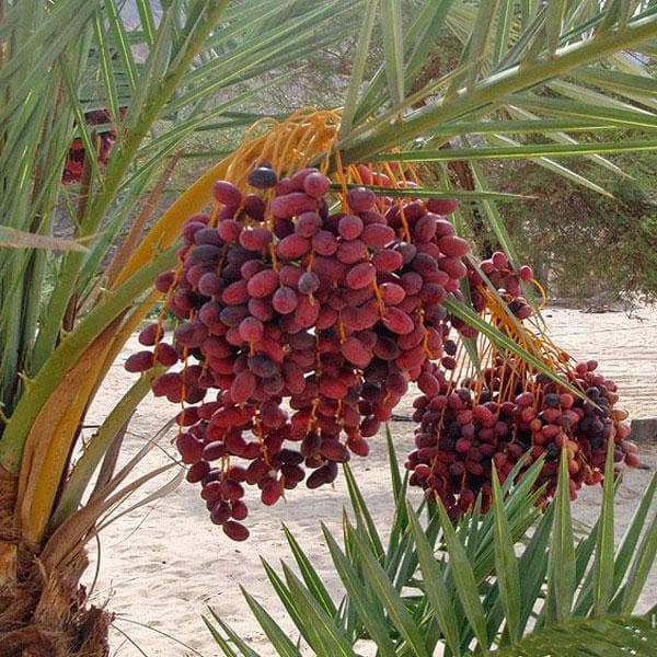 Desert Date, Balanites Aegyptiaca - Plant