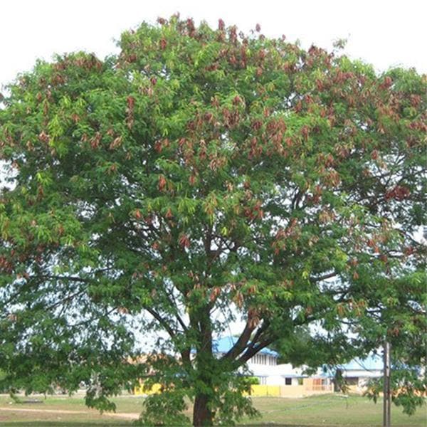 Subabul, Leucaena leucocephala - 0.5 kg Seeds - Image 2