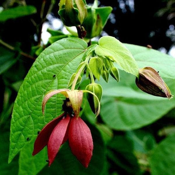 Devil Cotton - Plant